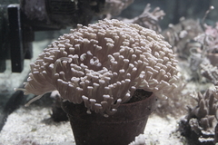 Killikus&reg; Fotographie